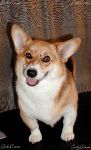 Name: Daphene Breed: Pembroke Welsh Corgi