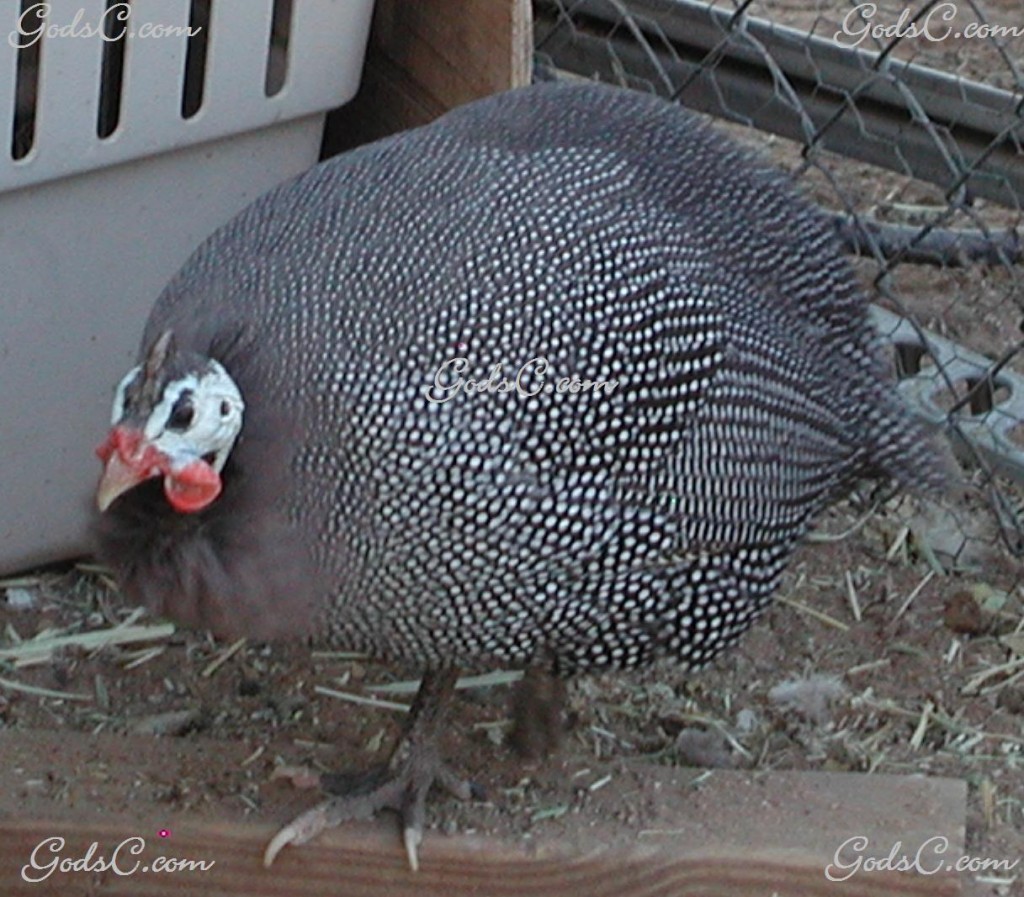Guinea Fowl