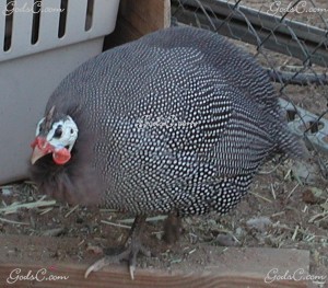 Guinea Fowl