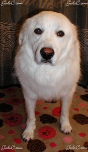 Name: Luna Breed: Great Pyrenees