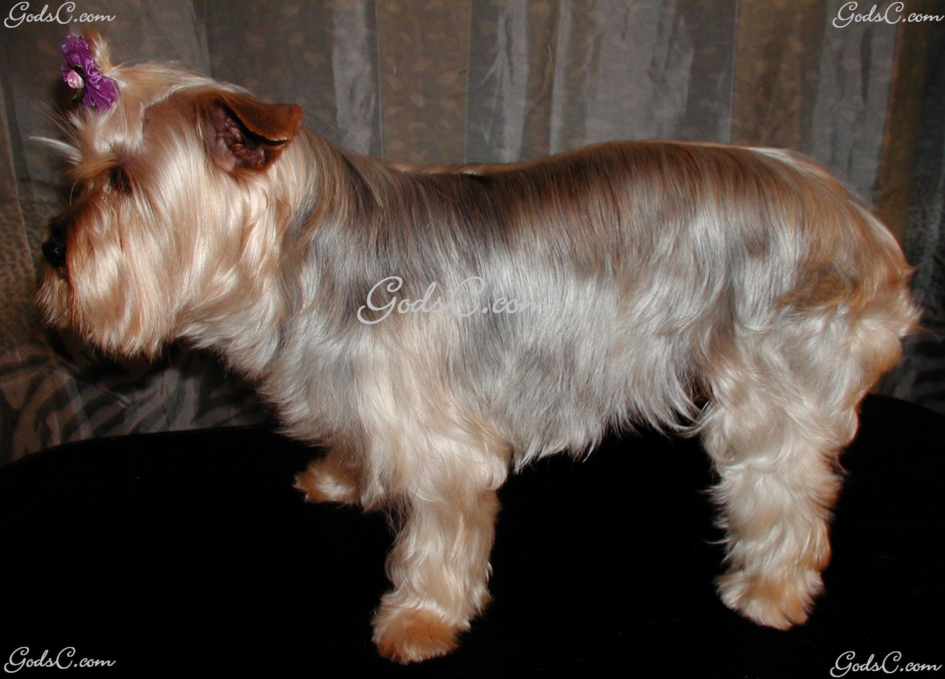 Misty the Yorkshire Terrier after grooming left side view