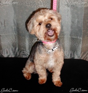 Name: Pau Breed: Yorkie