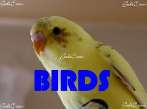 Birds