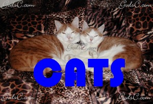 Cats
