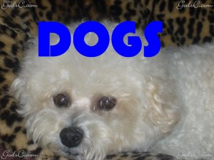 Dogs