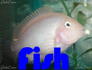 Fish