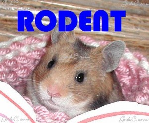 Rodents