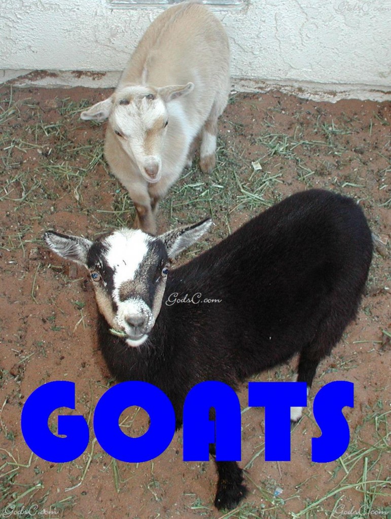Goats