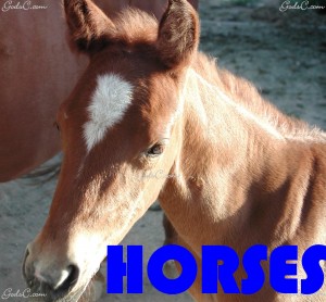 Horses