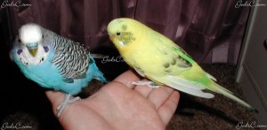 Two healthy parakeets