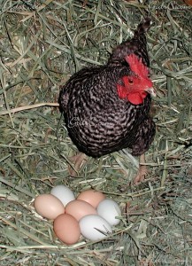 Barred Rock Hen and eggs