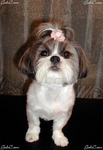 Name: Ella Breed: Shih Tzu