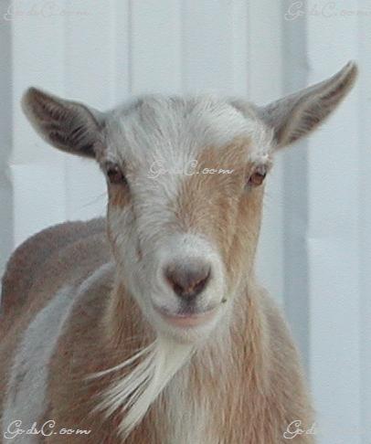 Goat without horns