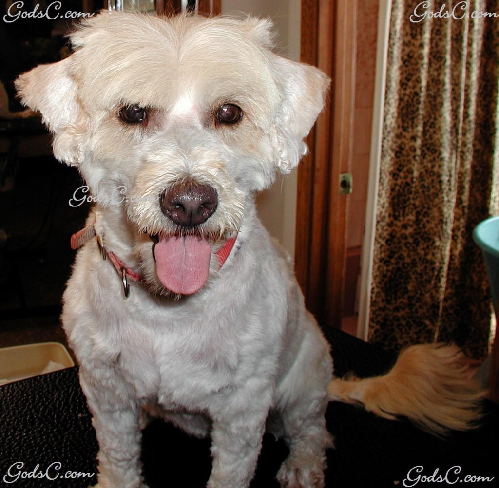 Molly a Terrier mix front view