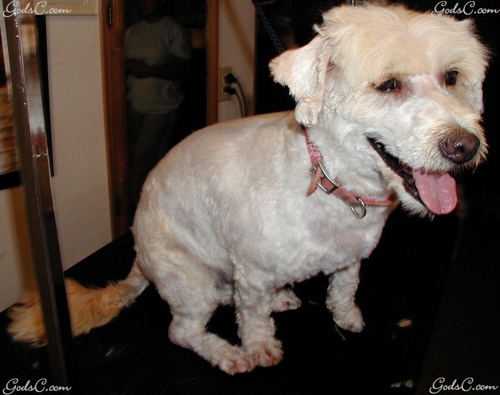 Molly a Terrier mix side view