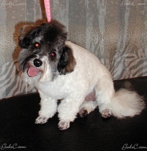 Name: Picasso Thunderpaws Breed: Maltipoo