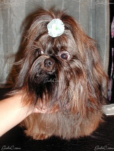 Name: Romeo Breed: Shih Tzu