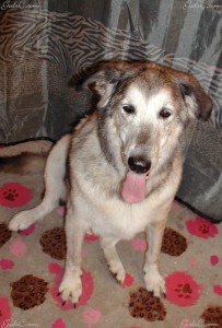 Name: Sam Breed: German Shepherd Husky Mix