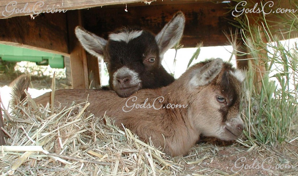 Two baby goats or kids