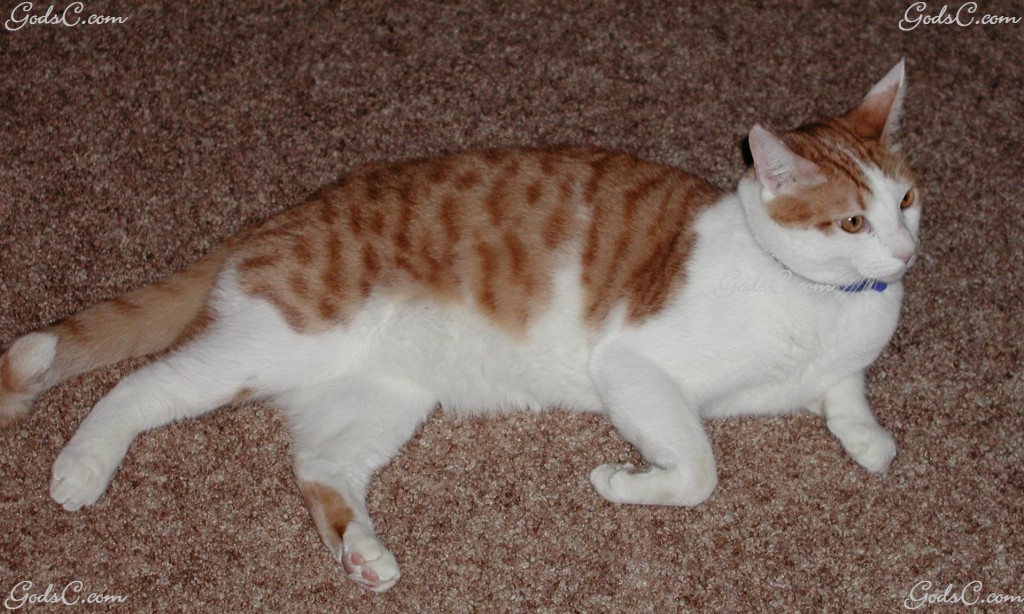 Photo of my cat Patrick