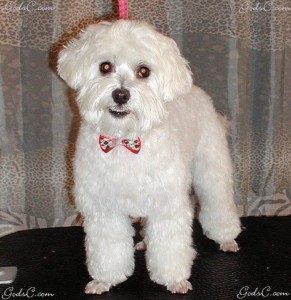 Name: Fluffy Breed: Maltipoo