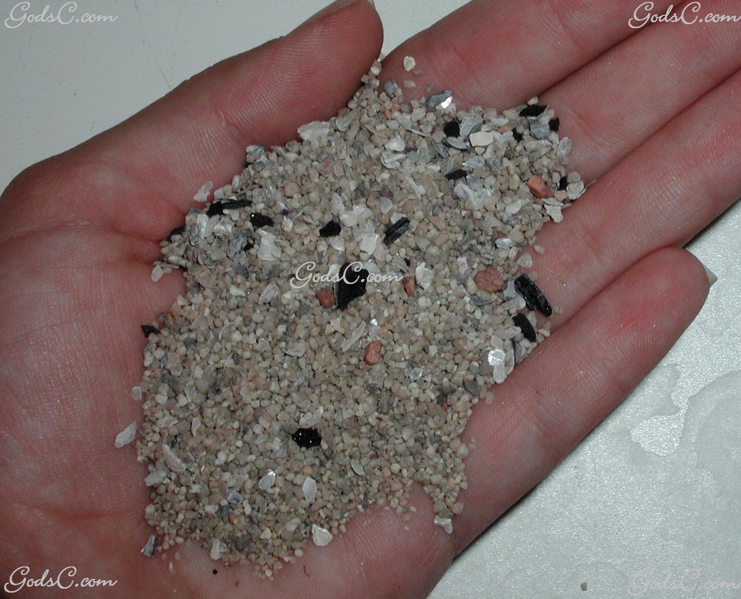 Birds & Grit God's Creatures