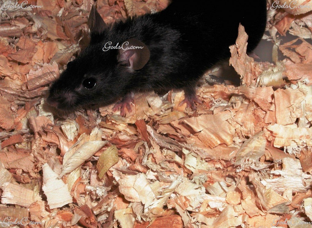 Black Mouse