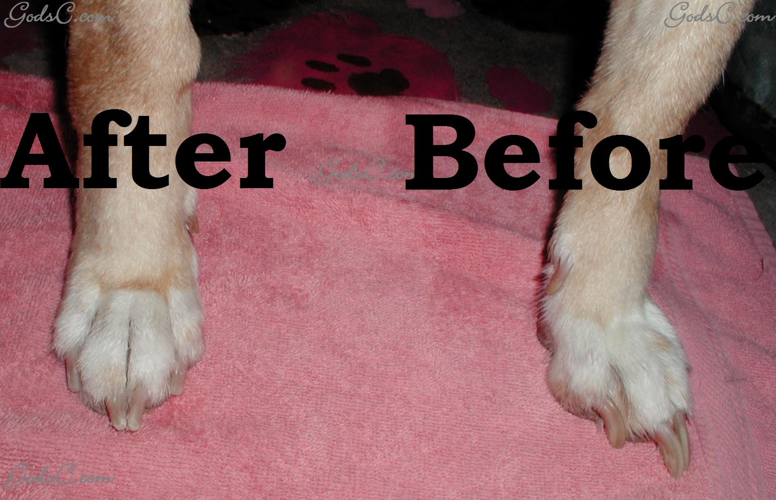 When to trim your dog’s nails | God's Creatures