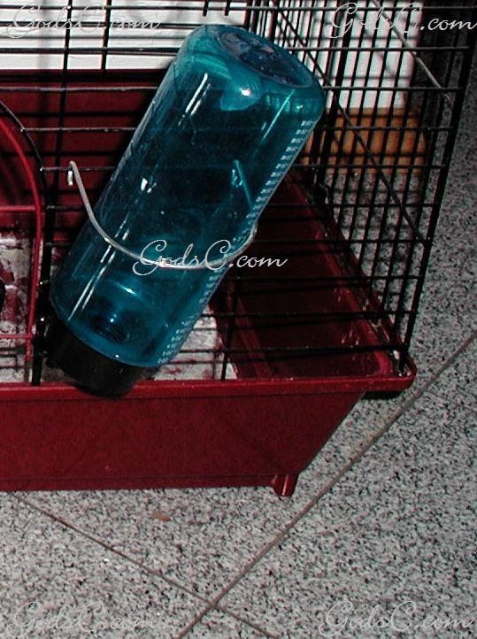 Water Bottles & Rodents God's Creatures
