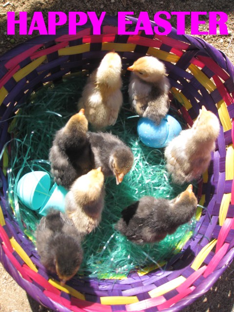 Pets Name: 8 Easter Chicks Breed: Bantams