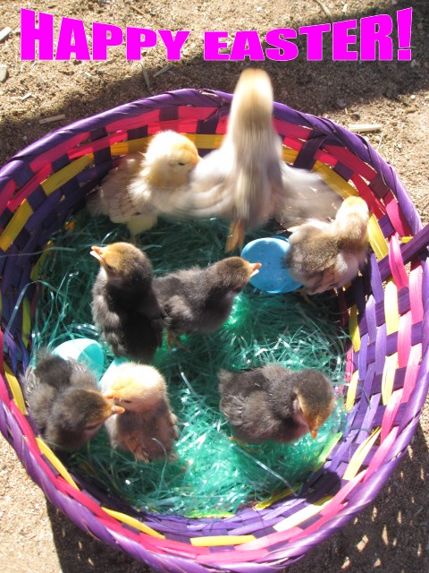 Pets Name: 8 Easter Chicks Breed: Bantams