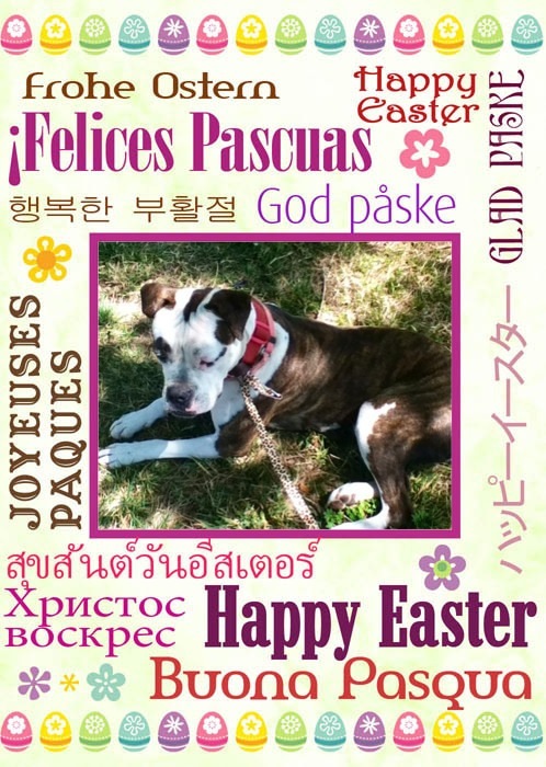 Pets Name: Chloe Breed: American Bulldog Boxer Mix