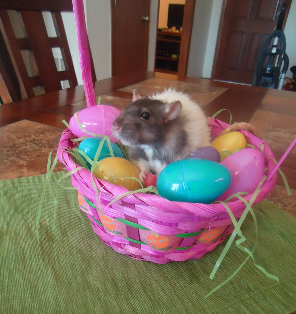 Pets Name: Chloe Breed: Rat