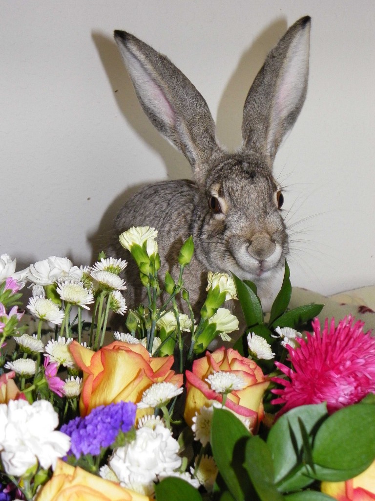 Pet's Name: Goat Breed: Jackrabbit