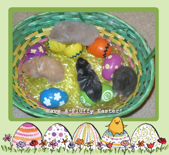 Pets Name: Star, Lovey Dovey, Shêtân and Lioness Breed: Syrian Hamsters p2