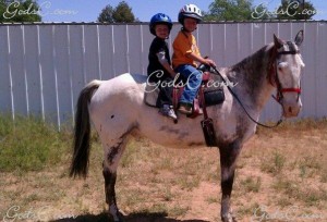 Smokey the horse