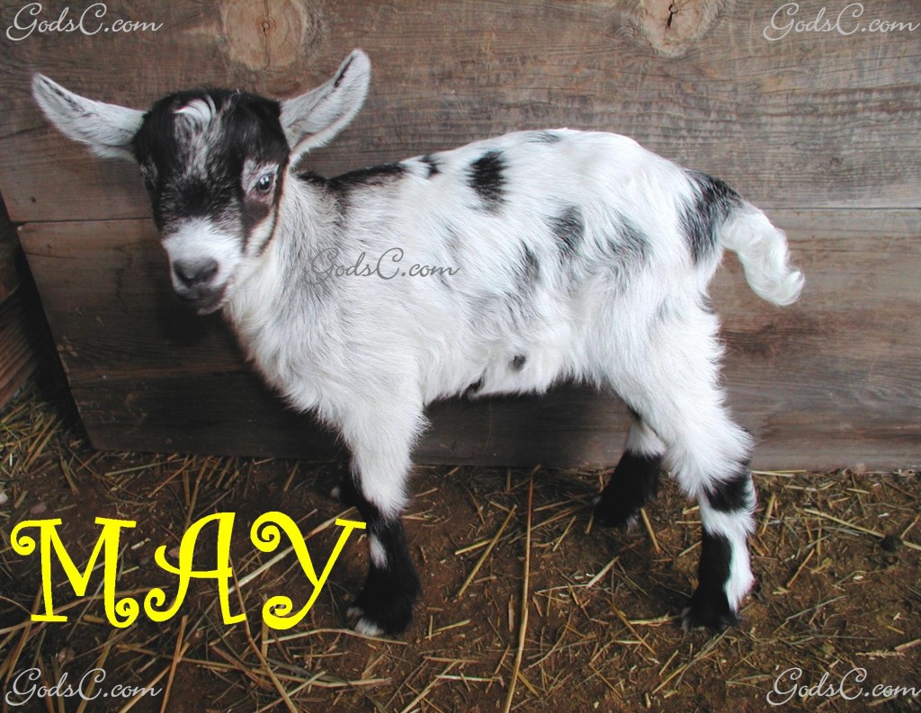 MAY This is an Alpine Nigerian cross Doe