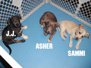 Puppies: J.J., Asher, and Sammi