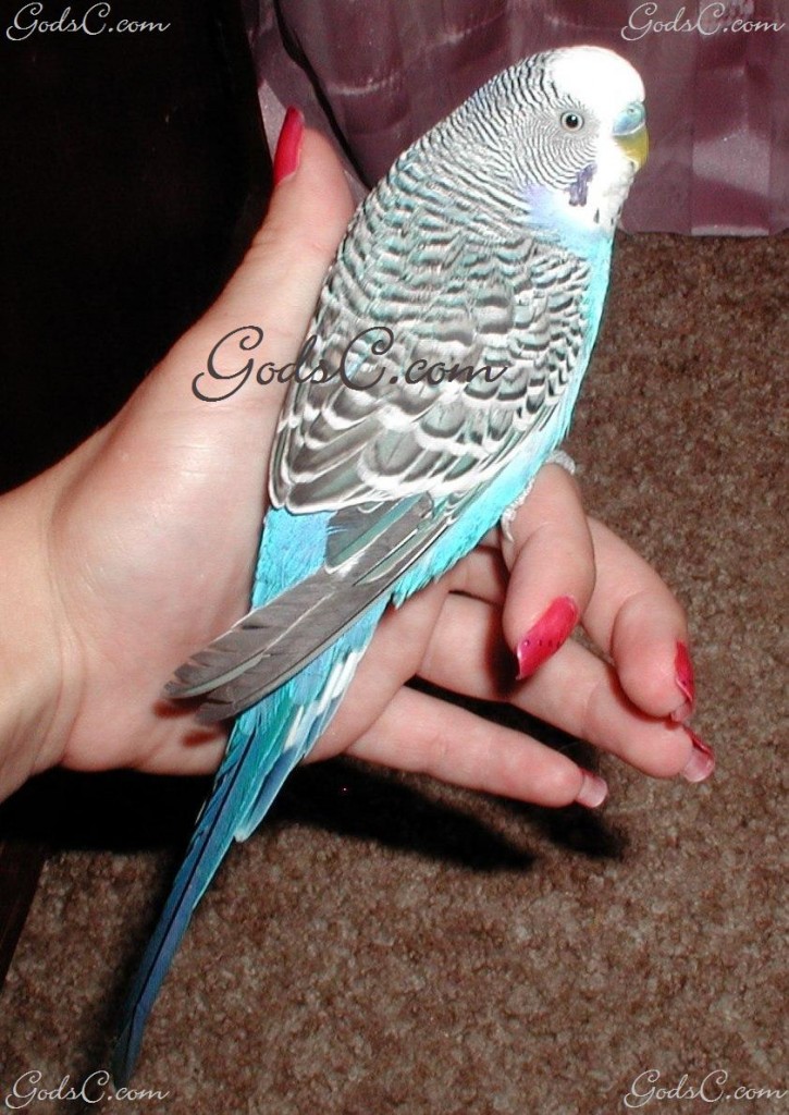 Blue and White Parakeet or Budgerigar