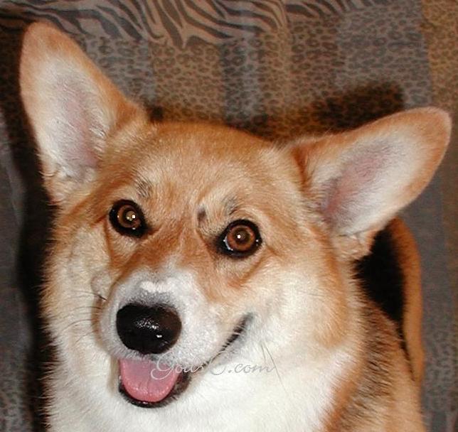 Corgi with straight ears