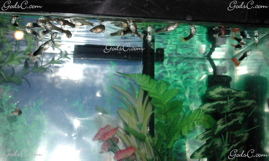 Freshwater Fish