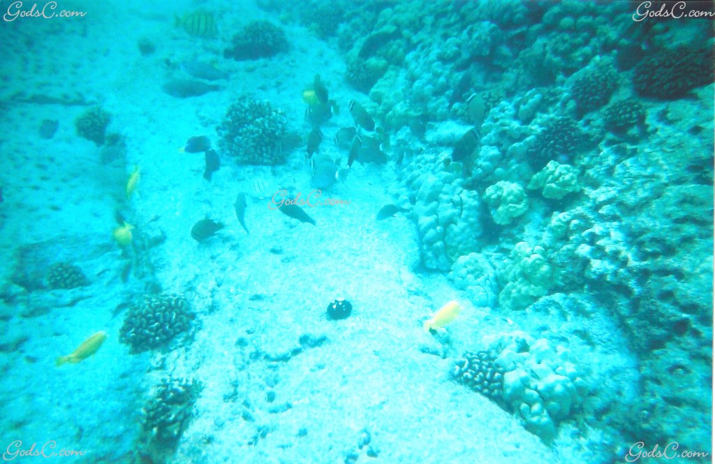 Saltwater Fish