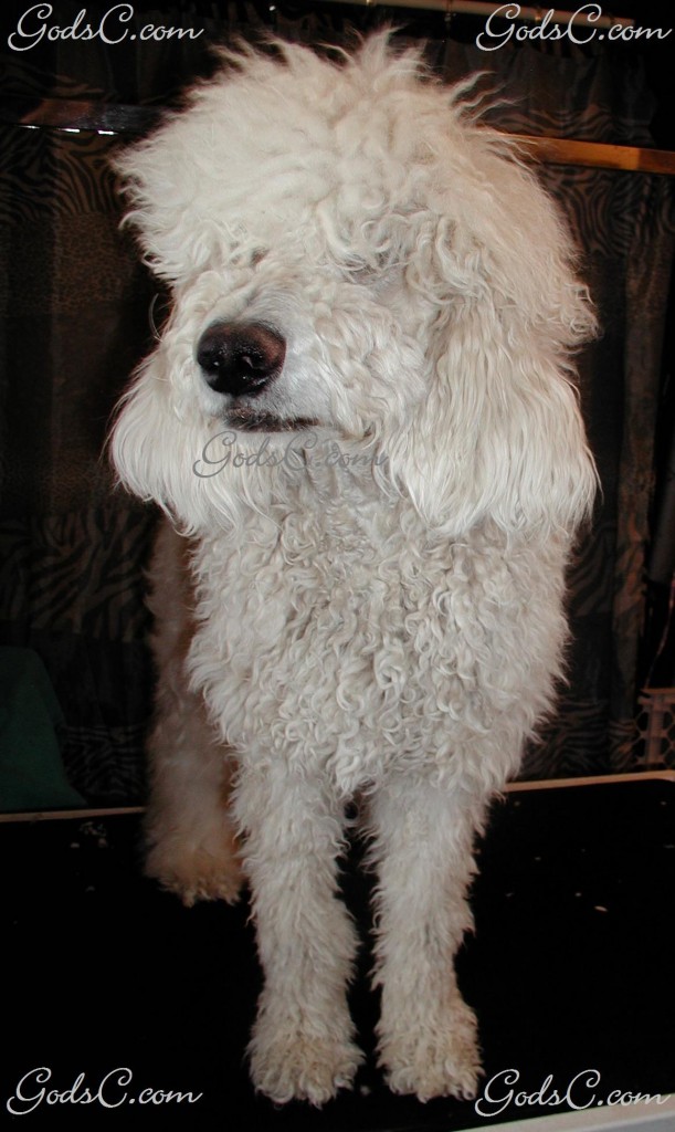Adalia-the-Standard-Poodle-before-groomi