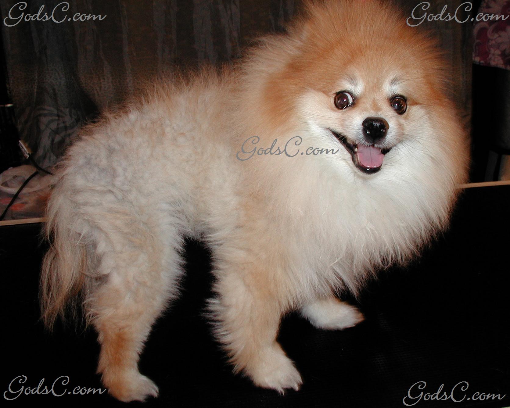 teddy bear pomeranian teddy bear pomeranian